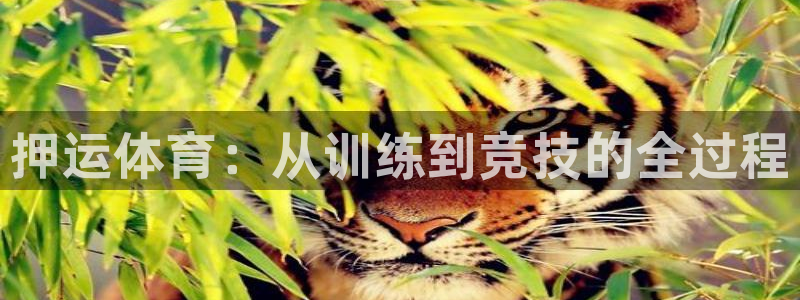 必威betway西汉姆联：押运体育：从训练到竞技的全过程