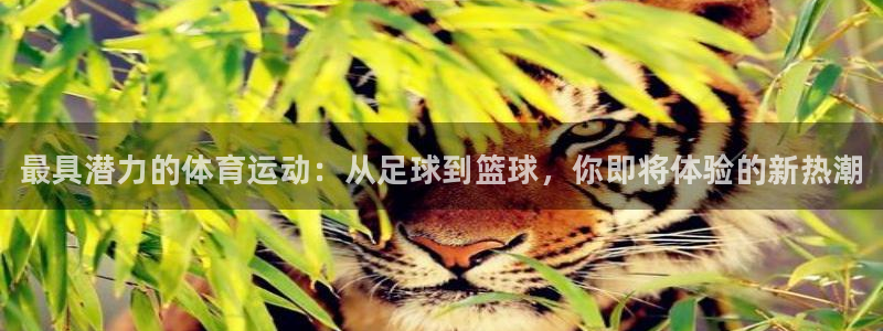 betway西汉姆：最具潜力的体育运动：从足球到篮球，你即将体验的新热潮